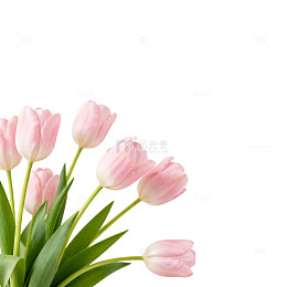 粉色郁金香花卉装饰素材