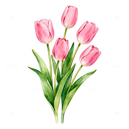 水彩粉红郁金香花卉装饰图案