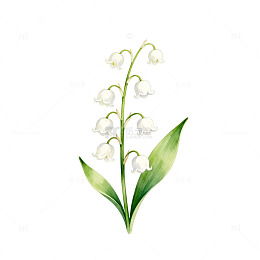 水彩画铃兰花