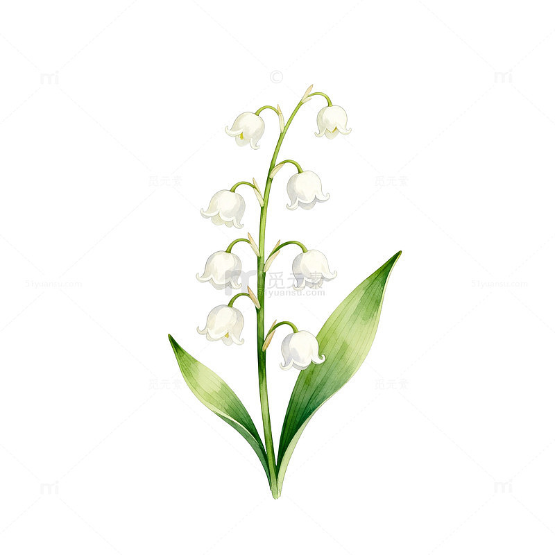 水彩画铃兰花