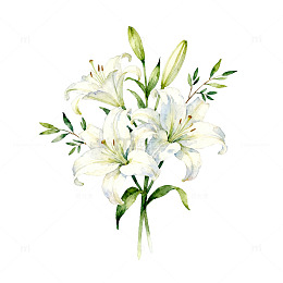 水彩白百合花束装饰素材