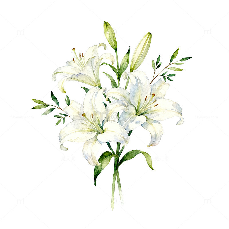 水彩白百合花束装饰素材