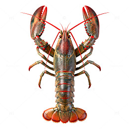 彩绘龙虾海洋生物插画素材