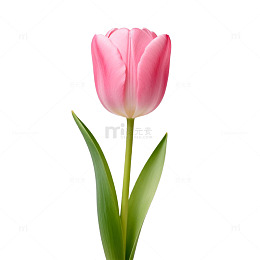 郁金香花卉插图