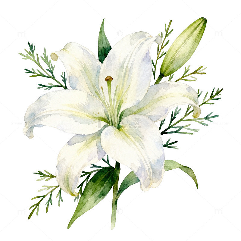 水彩白百合花卉装饰素材