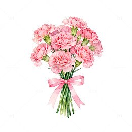 粉色康乃馨花束插画