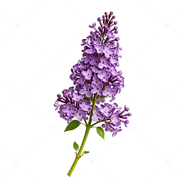 丁香花插图设计素材