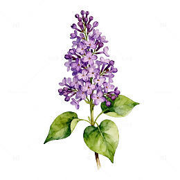 紫丁香花卉插画素材