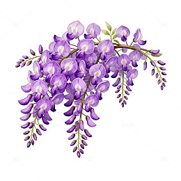 紫色藤萝花卉插画素材
