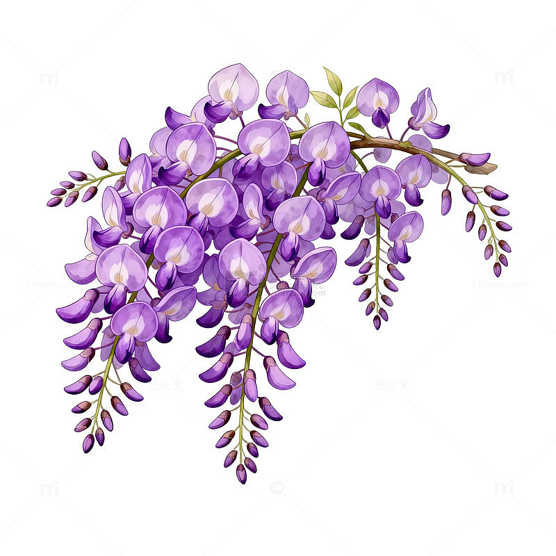 紫色藤萝花卉插画素材