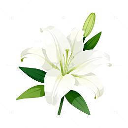 百合花插画设计素材