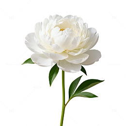 白牡丹花盛开