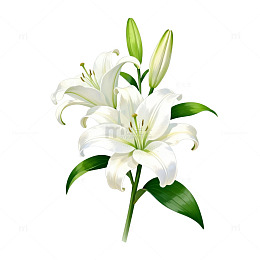 百合花插画清新自然素材
