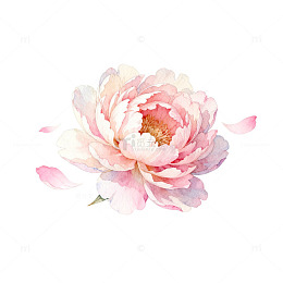 水彩粉色牡丹花卉装饰图案