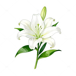 百合花插画矢量素材