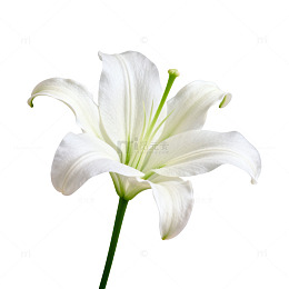百合花特写片