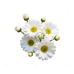 素雅菊花花卉片