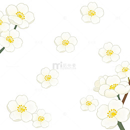 淡雅白花透明背景图案