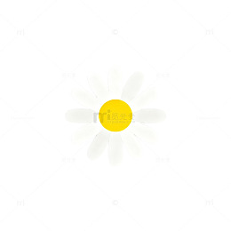 简约风格雏菊图案平面设计元素