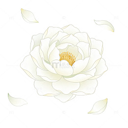 淡雅白莲手绘插画