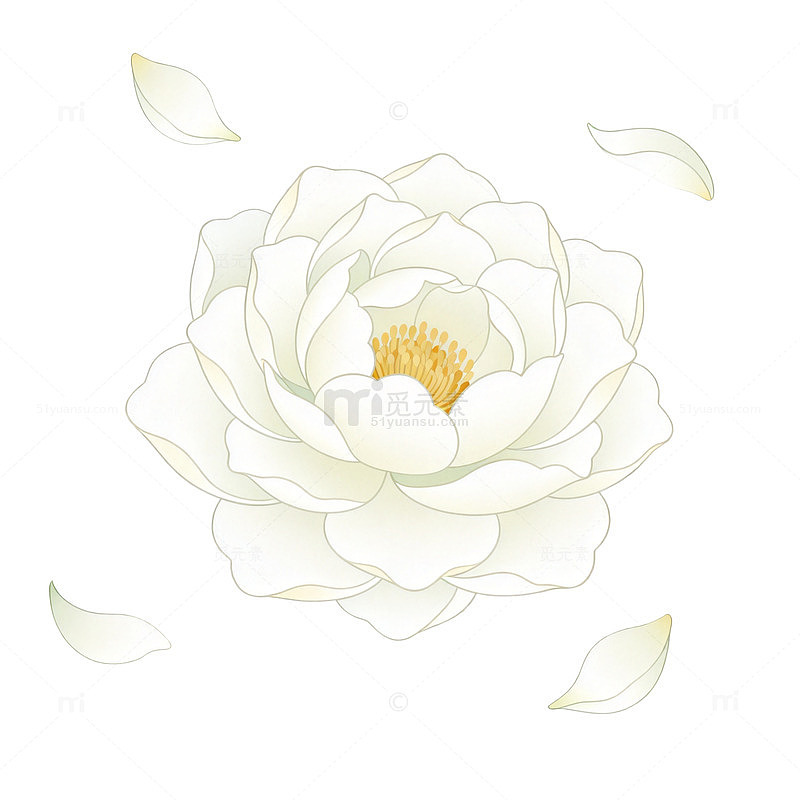 淡雅白莲手绘插画