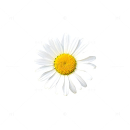 简约风雏菊特写素材