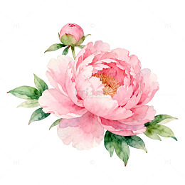 水彩粉色牡丹花插画
