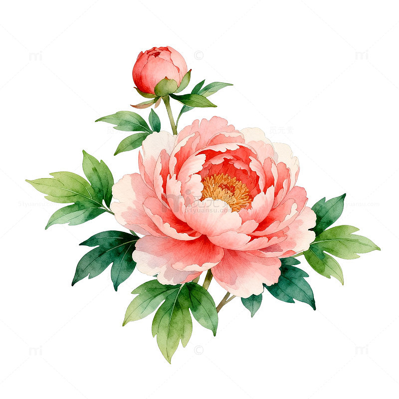 水彩牡丹花卉插画设计元素