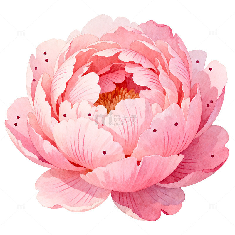 粉色芍药花卉插画设计素材