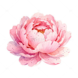 粉色牡丹花卉图案设计素材