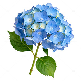 绣球花特写图片