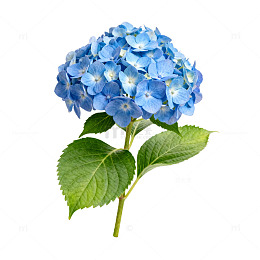 清新蓝色绣球花插画素材