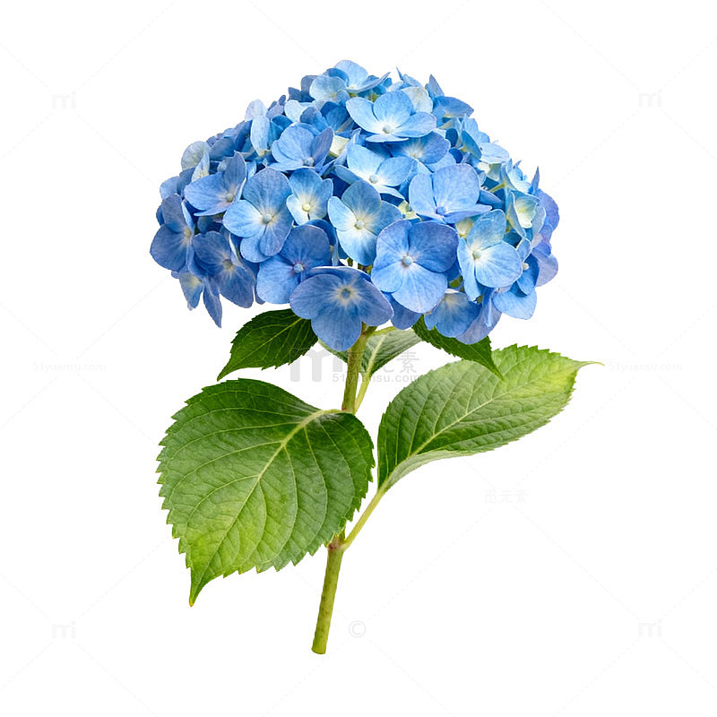 清新蓝色绣球花插画素材