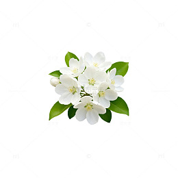 清新白花香花束矢量图案