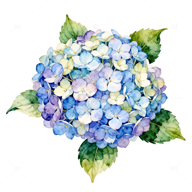 水彩绣球花装饰画素材