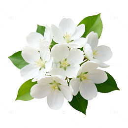 白色花朵绿叶装饰图案