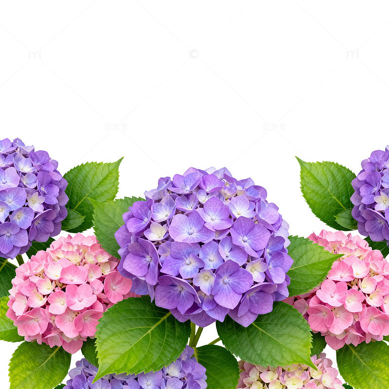 绣球花彩照装饰素材