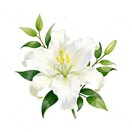 百合花手绘插画
