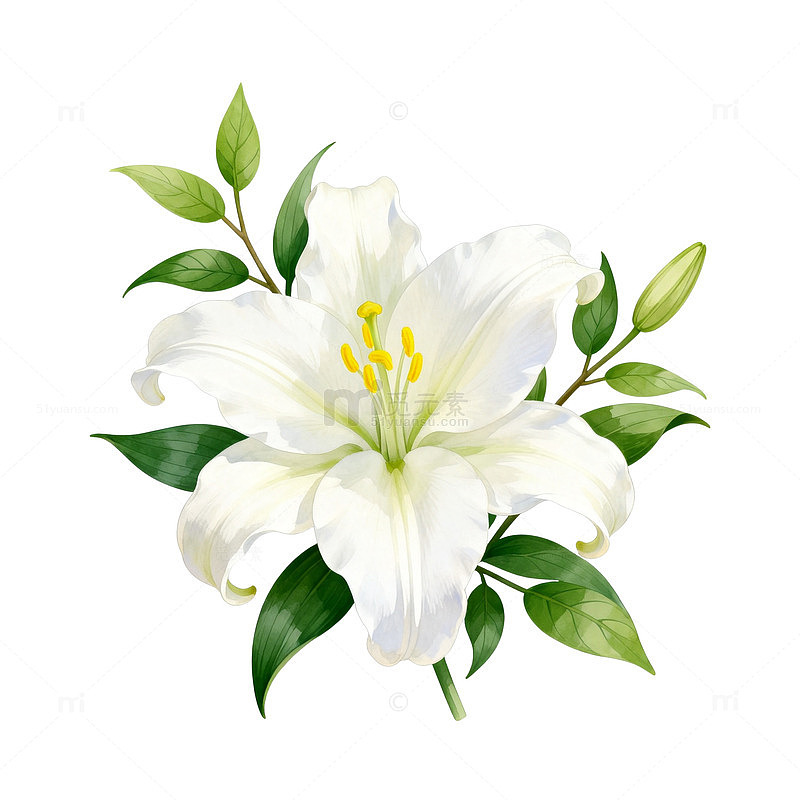 百合花手绘插画