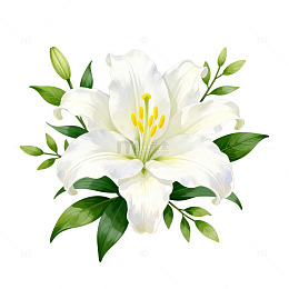 百合花矢量插画设计素材