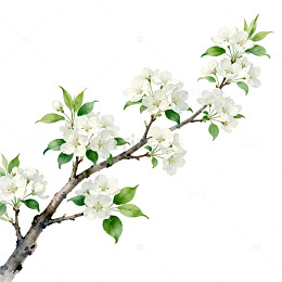 樱花绽放春天插画