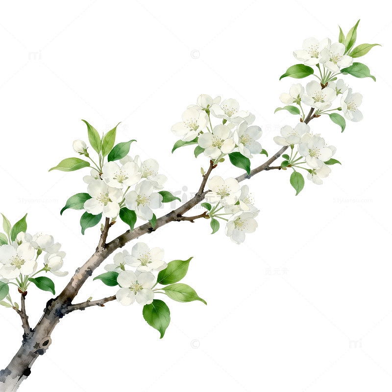 樱花绽放春天插画