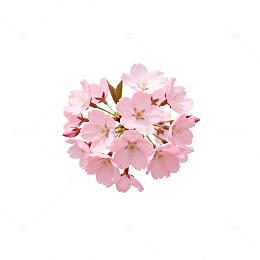 浪漫樱花盛开平面设计素材