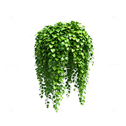 绿植垂吊装饰插画