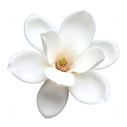 素雅白玉兰花卉装饰图案