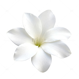 素雅白花矢量图案设计元素
