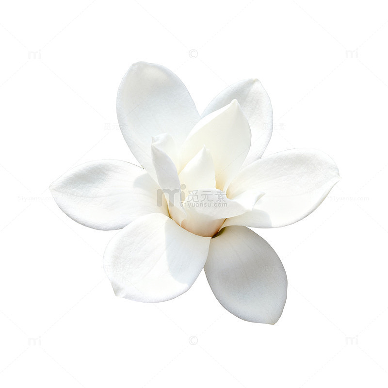 清新白玉兰花卉图案设计素材