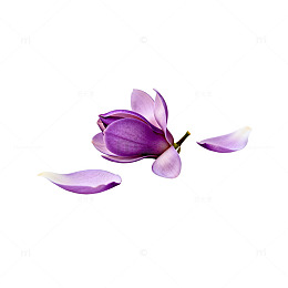紫色玉兰花特写素材