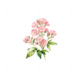 水彩海棠花绘