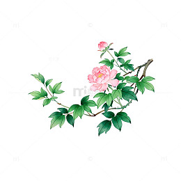 水墨风蔷薇花枝插画